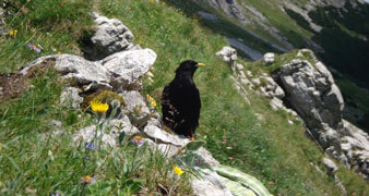 Vogel auf einer Almwiese 