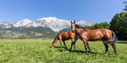 Aktivitaeten um das Hotel Reiten