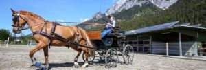 Hotel mit Pferd Kutschenfahren